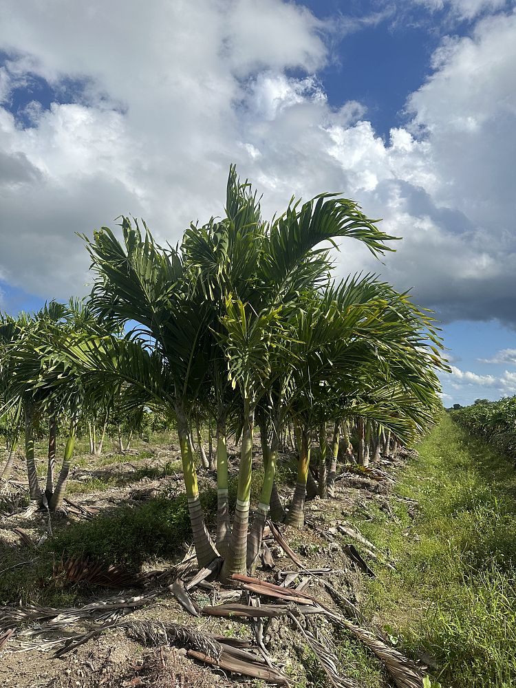 veitchia-merrillii-christmas-palm-adonidia-merrillii