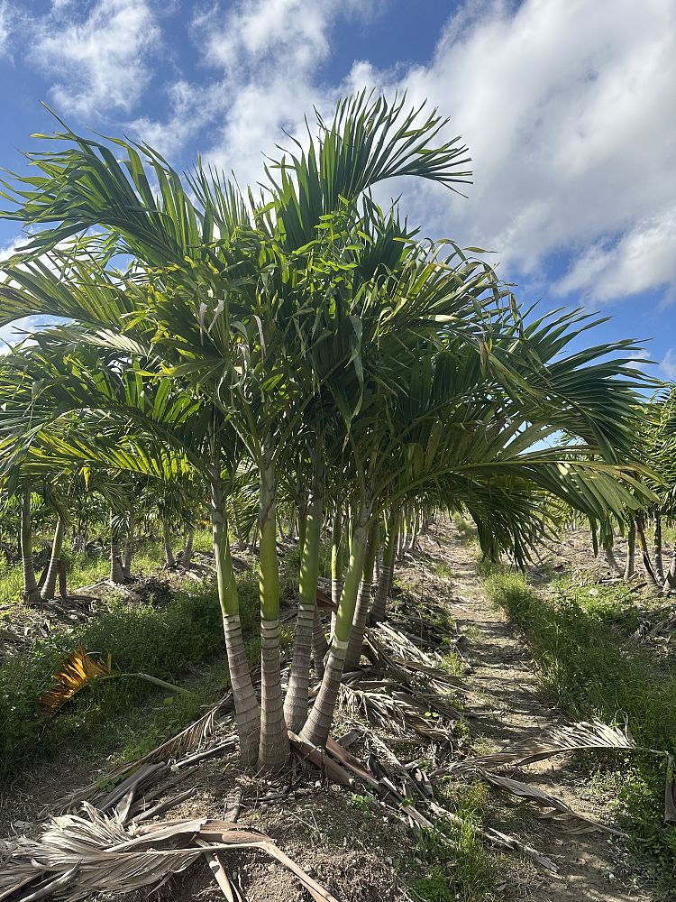 veitchia-merrillii-christmas-palm-adonidia-merrillii