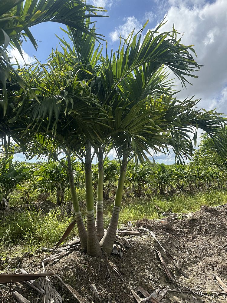 veitchia-merrillii-christmas-palm-adonidia-merrillii