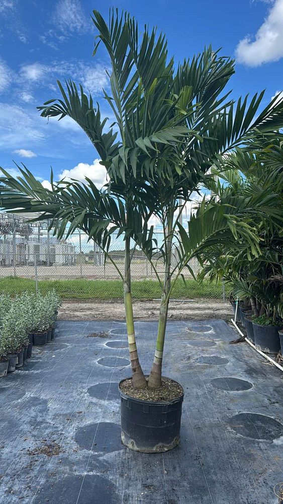 veitchia-merrillii-christmas-palm-adonidia-merrillii