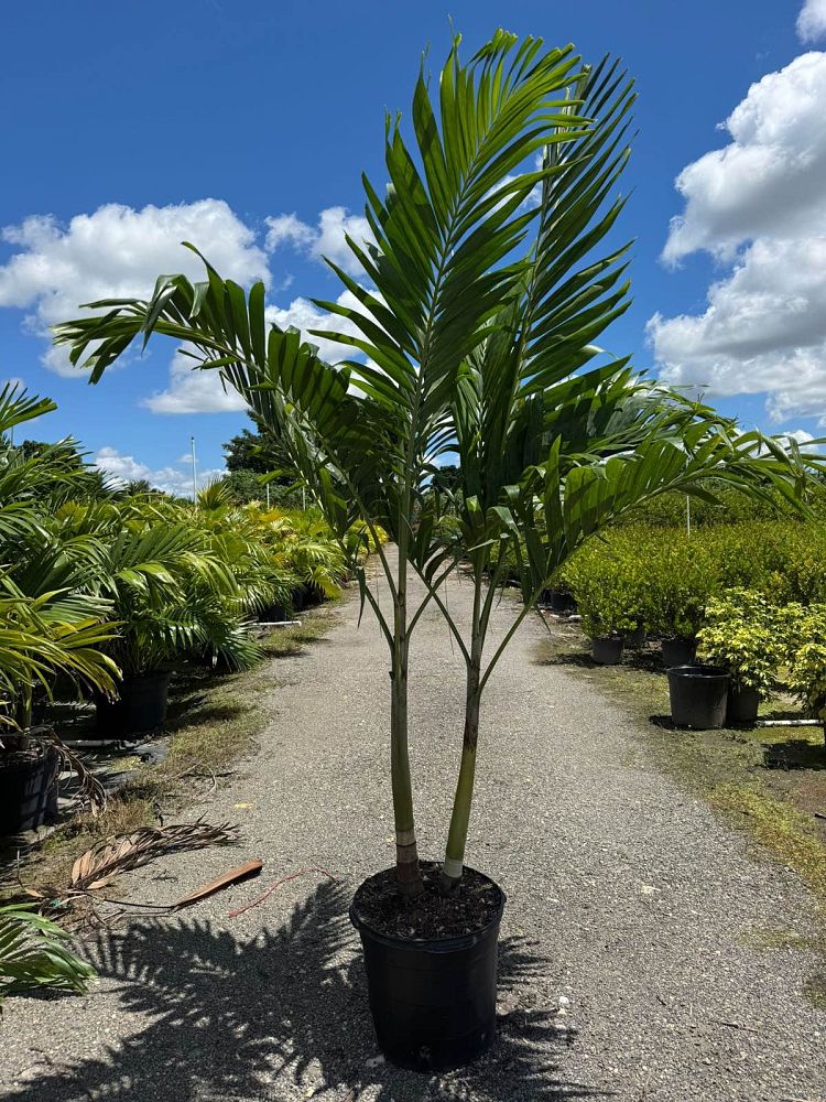 veitchia-merrillii-christmas-palm-adonidia-merrillii