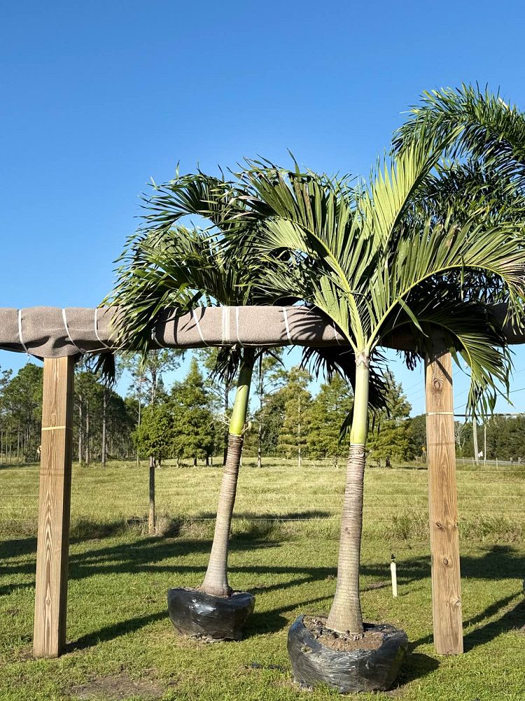 veitchia-merrillii-christmas-palm-adonidia-merrillii