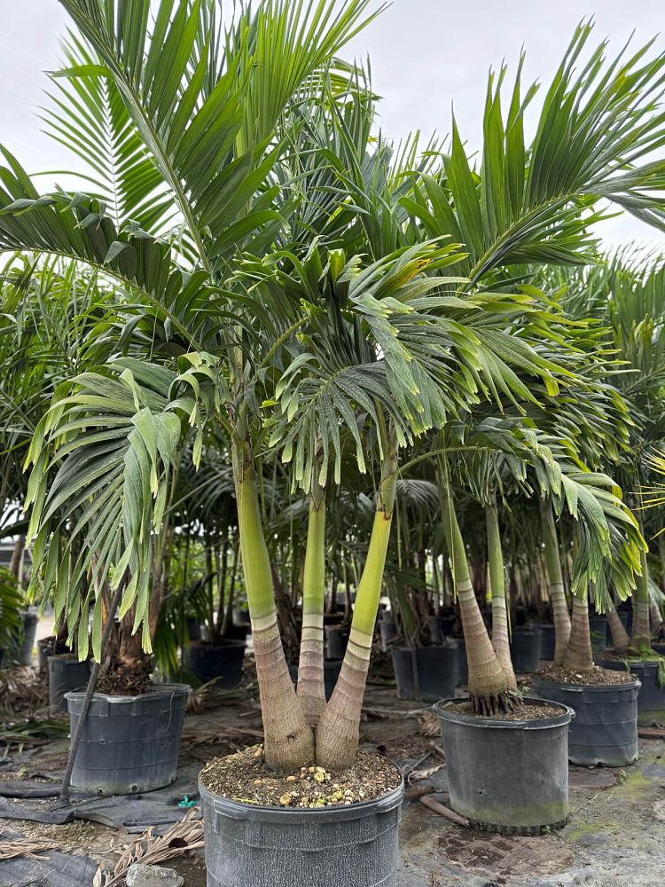 veitchia-merrillii-christmas-palm-adonidia-merrillii