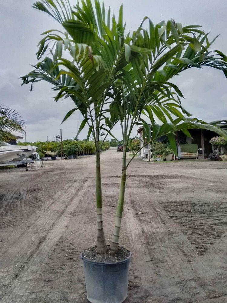 veitchia-merrillii-christmas-palm-adonidia-merrillii