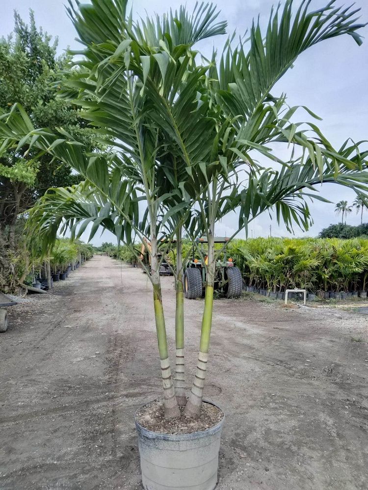 veitchia-merrillii-christmas-palm-adonidia-merrillii