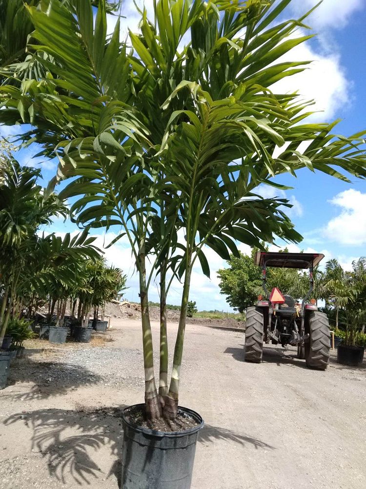 veitchia-merrillii-christmas-palm-adonidia-merrillii