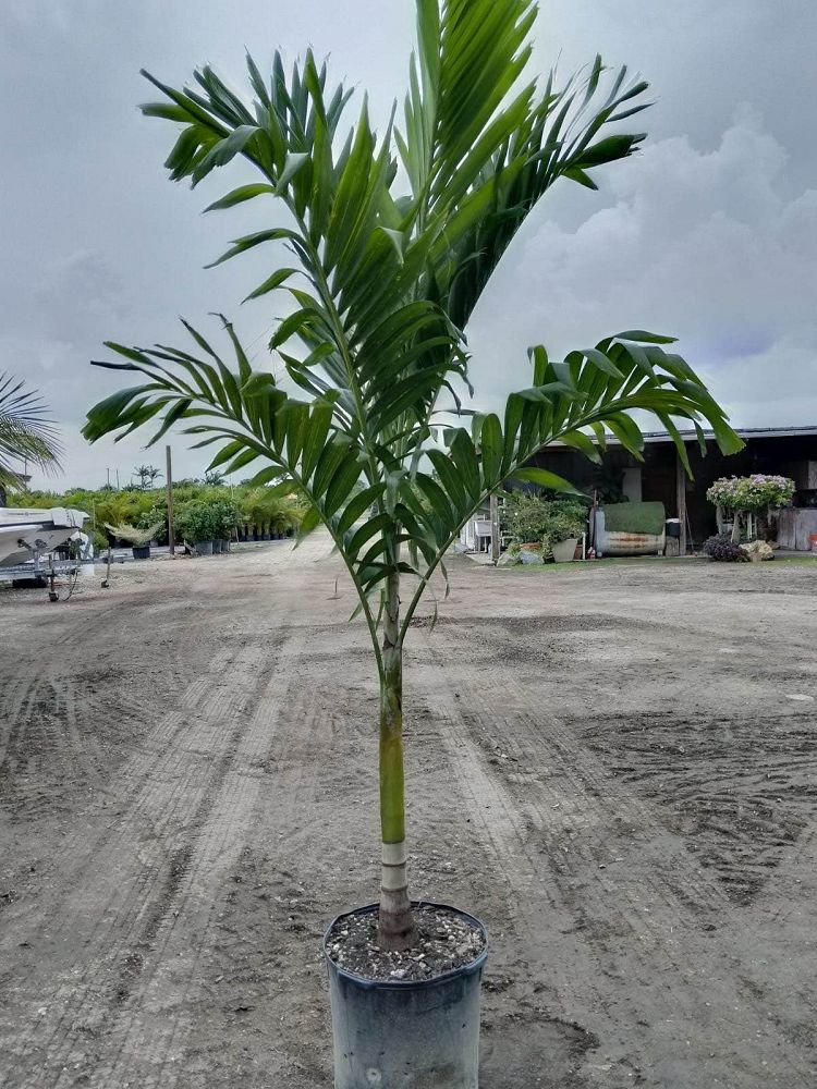 veitchia-merrillii-christmas-palm-adonidia-merrillii