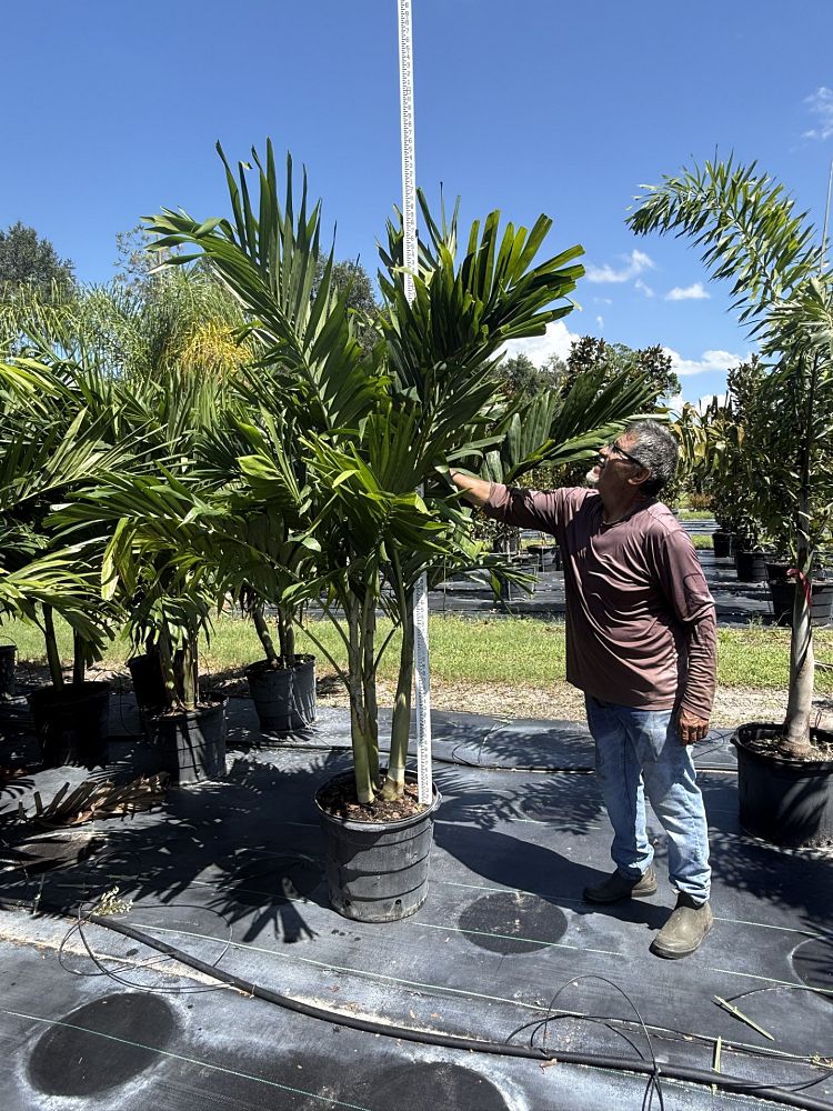 veitchia-merrillii-christmas-palm-adonidia-merrillii