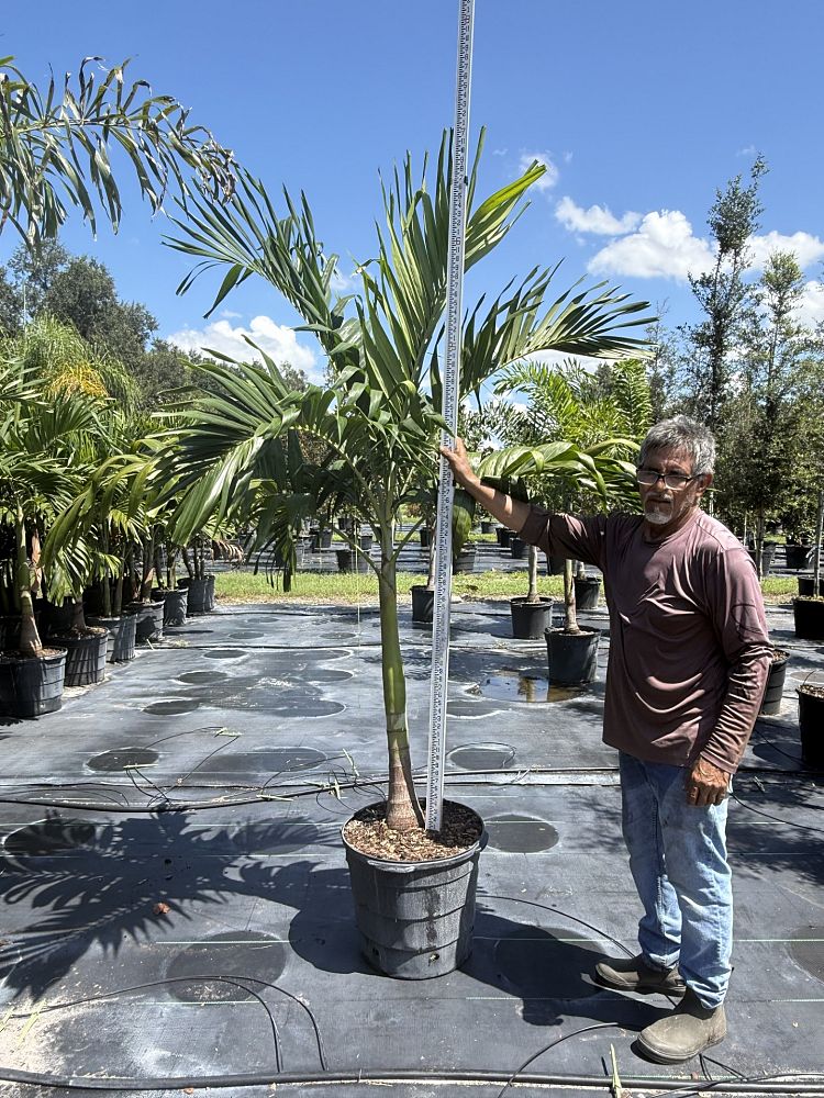 veitchia-merrillii-christmas-palm-adonidia-merrillii