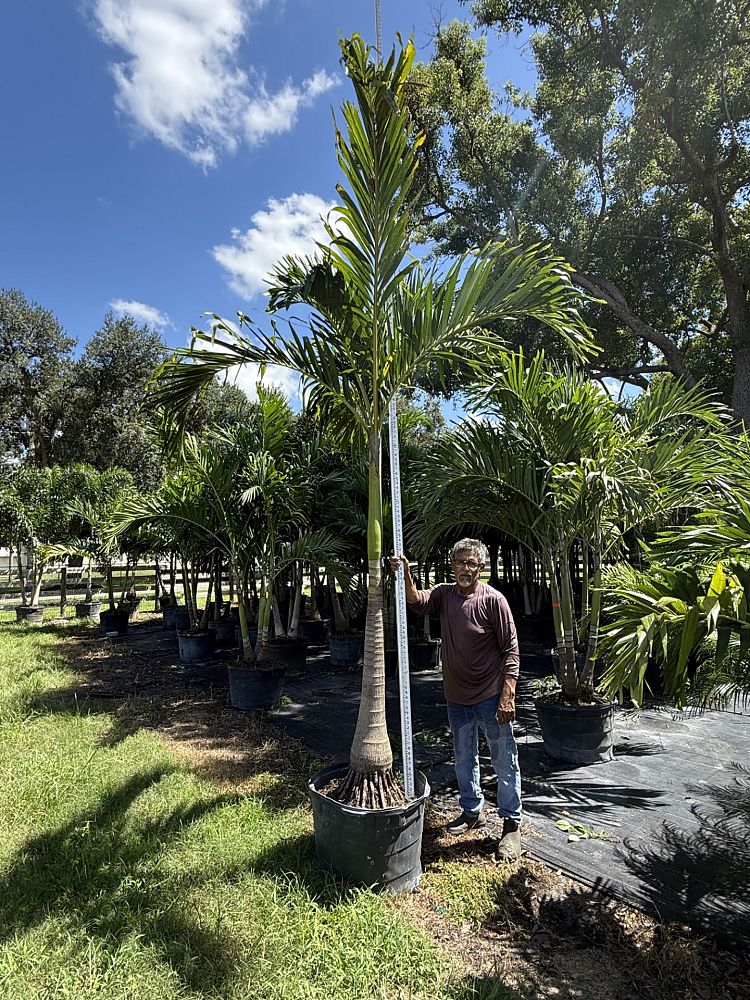 veitchia-merrillii-christmas-palm-adonidia-merrillii