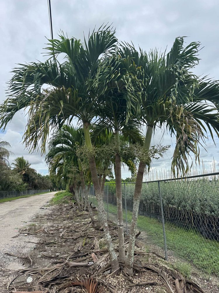 veitchia-merrillii-christmas-palm-adonidia-merrillii