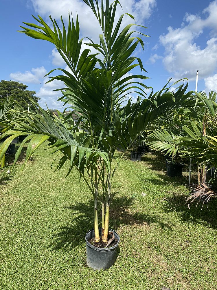 veitchia-merrillii-christmas-palm-adonidia-merrillii