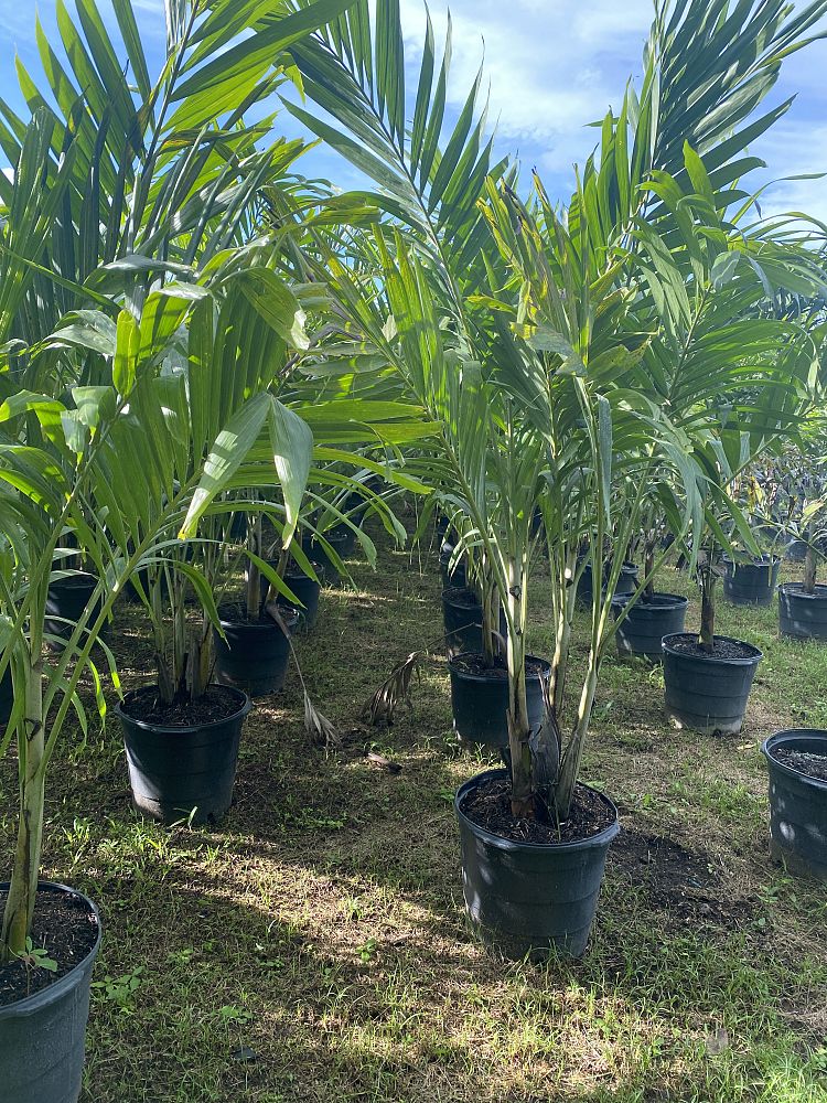 veitchia-merrillii-christmas-palm-adonidia-merrillii