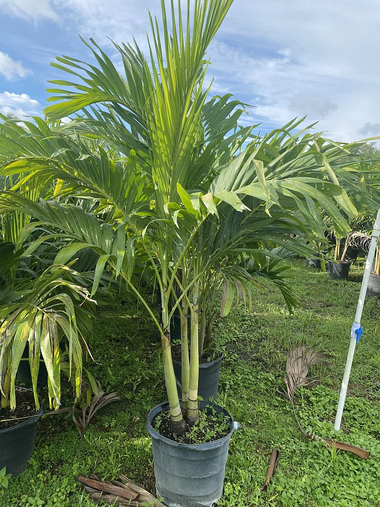 veitchia-merrillii-christmas-palm-adonidia-merrillii