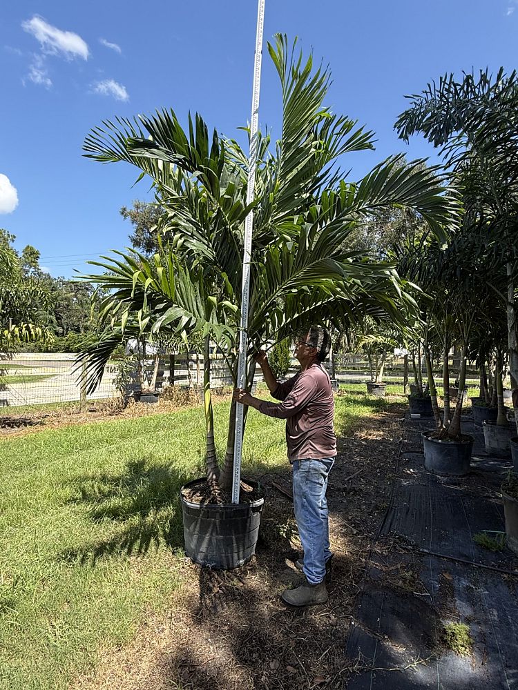 veitchia-merrillii-christmas-palm-adonidia-merrillii