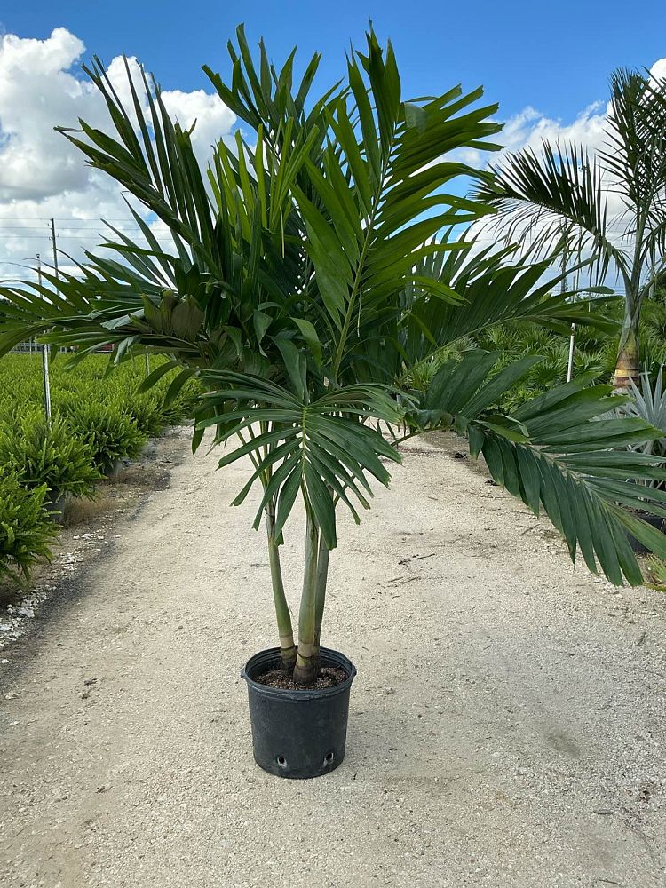 veitchia-merrillii-christmas-palm-adonidia-merrillii
