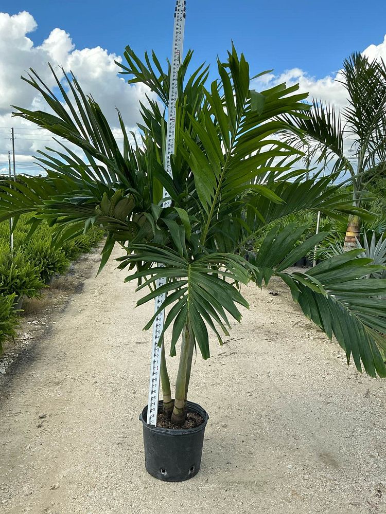 veitchia-merrillii-christmas-palm-adonidia-merrillii