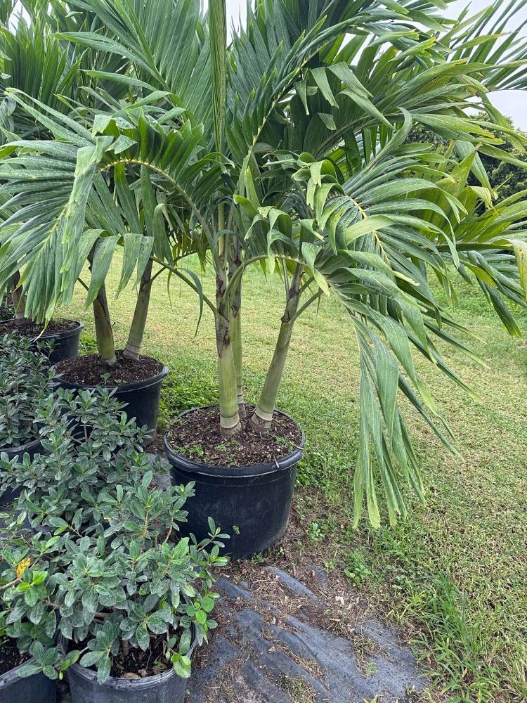 veitchia-merrillii-christmas-palm-adonidia-merrillii