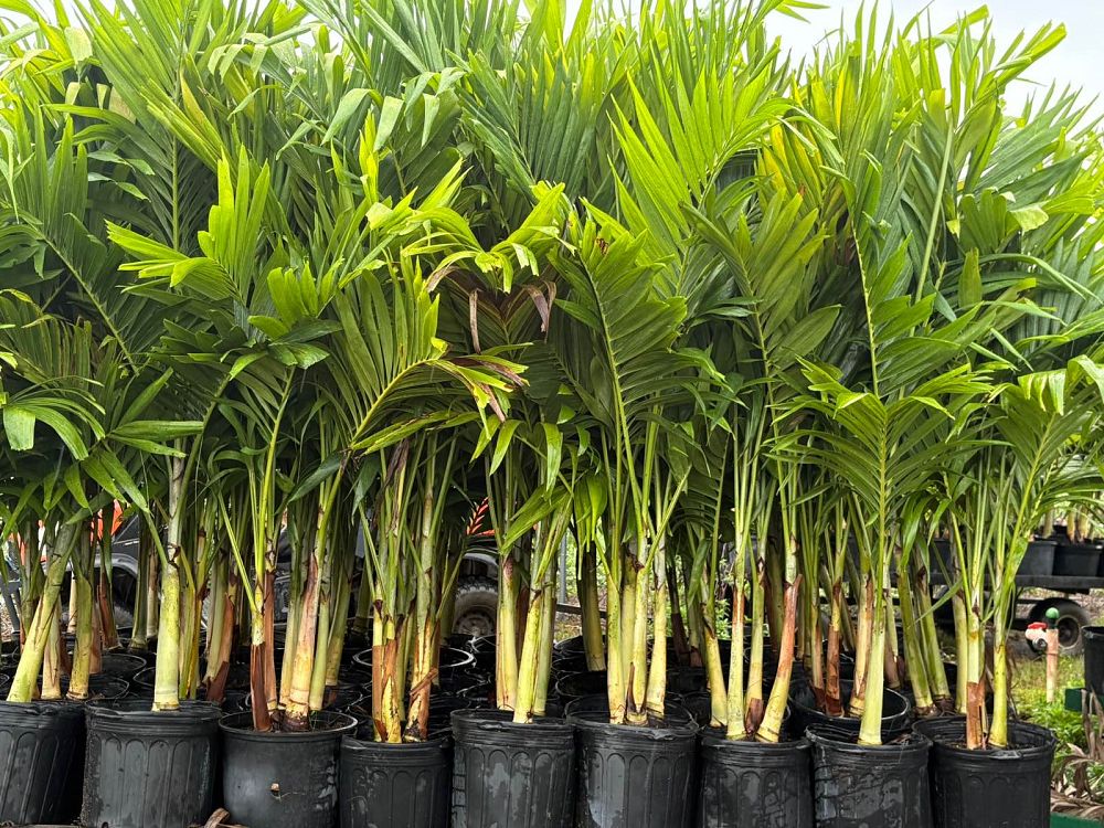 veitchia-merrillii-christmas-palm-adonidia-merrillii