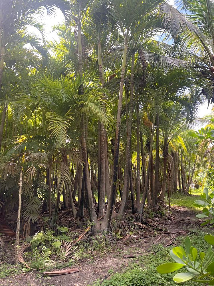 veitchia-merrillii-christmas-palm-adonidia-merrillii