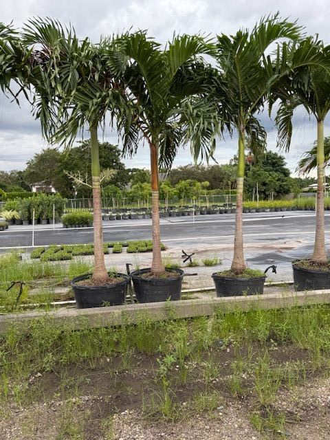 veitchia-merrillii-christmas-palm-adonidia-merrillii