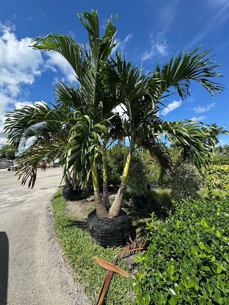 veitchia-merrillii-christmas-palm-adonidia-merrillii