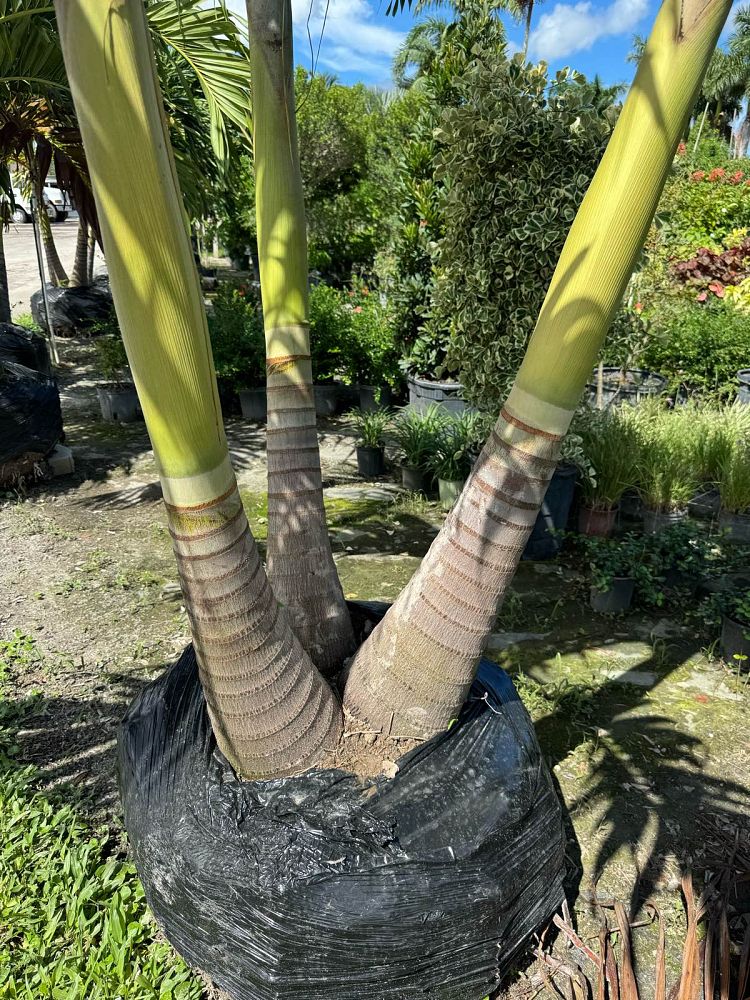 veitchia-merrillii-christmas-palm-adonidia-merrillii