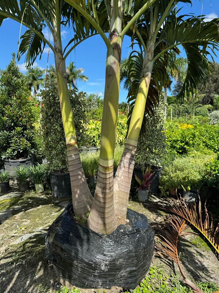 veitchia-merrillii-christmas-palm-adonidia-merrillii