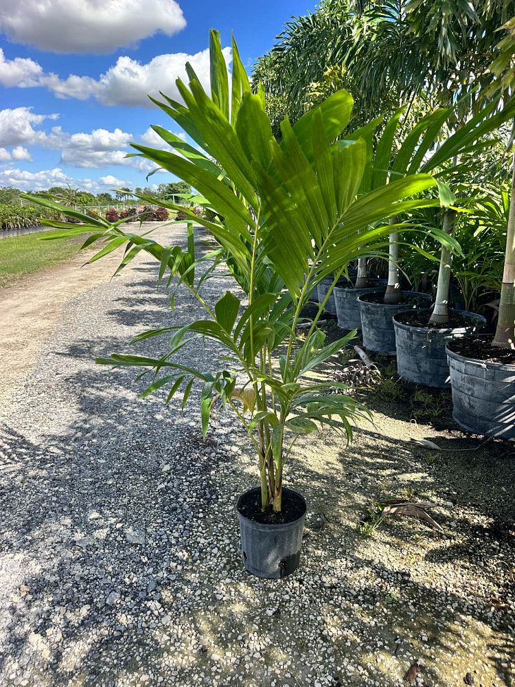 veitchia-merrillii-christmas-palm-adonidia-merrillii