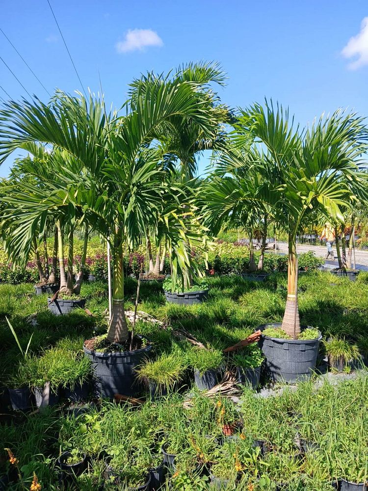 veitchia-merrillii-christmas-palm-adonidia-merrillii