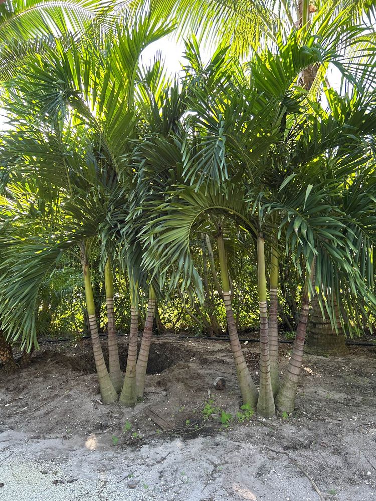 veitchia-merrillii-christmas-palm-adonidia-merrillii