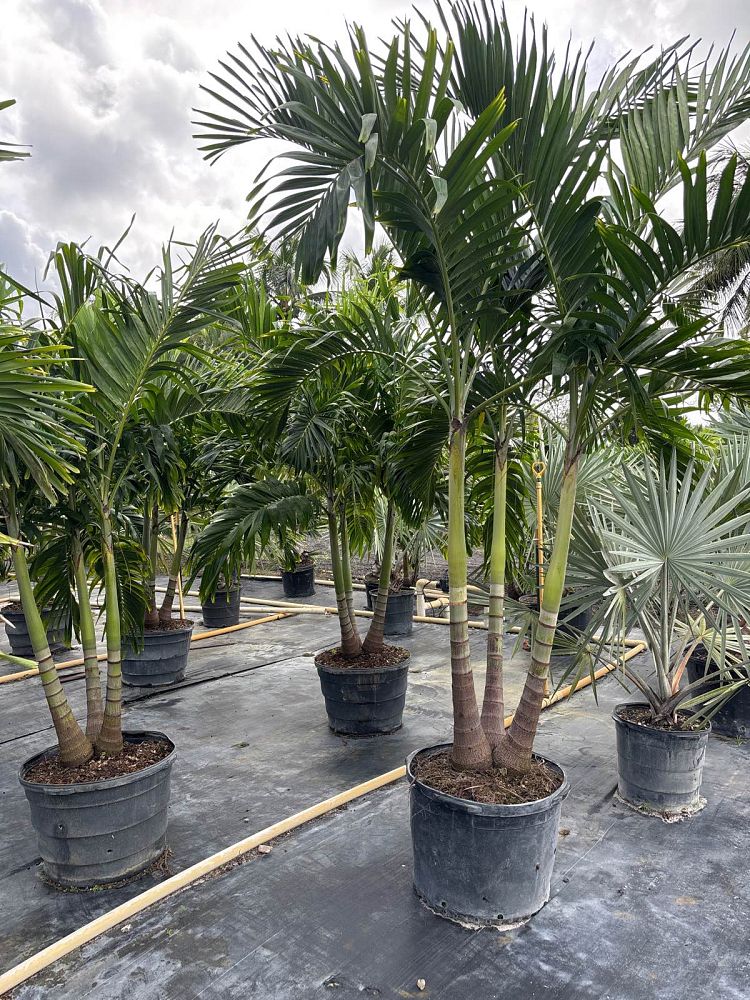 veitchia-merrillii-christmas-palm-adonidia-merrillii
