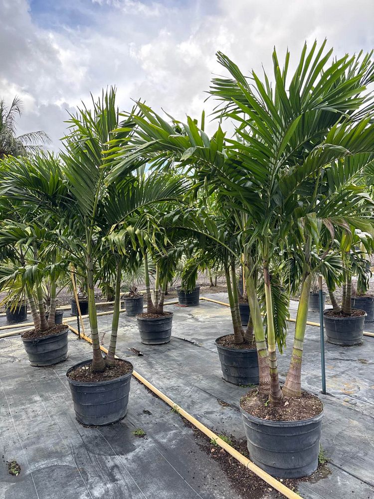 veitchia-merrillii-christmas-palm-adonidia-merrillii