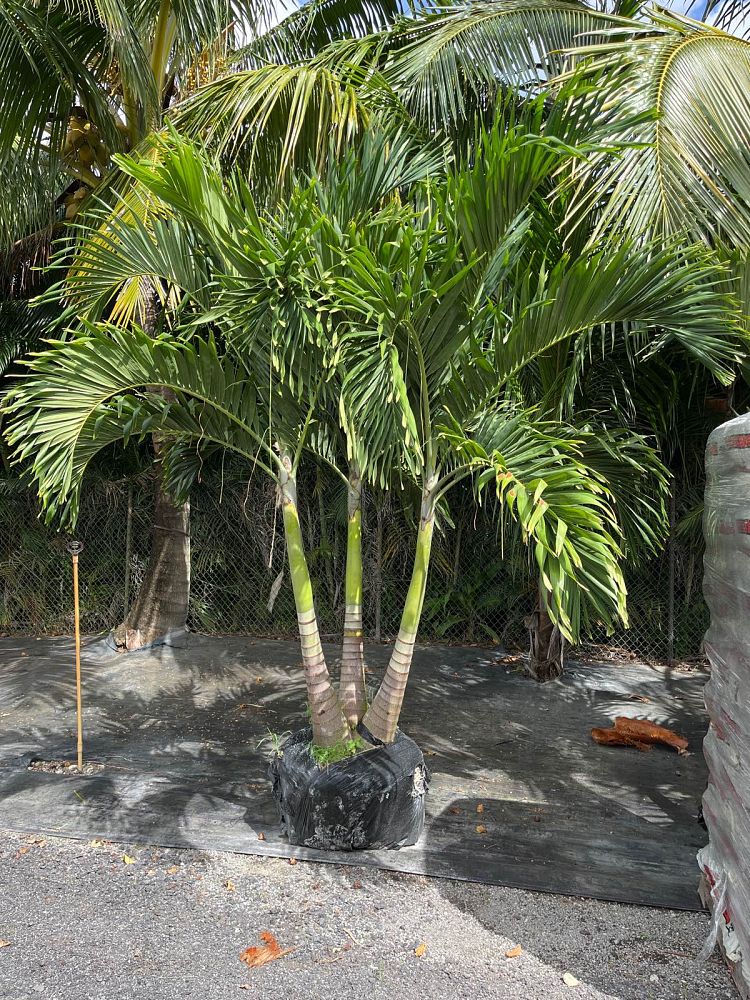 veitchia-merrillii-christmas-palm-adonidia-merrillii