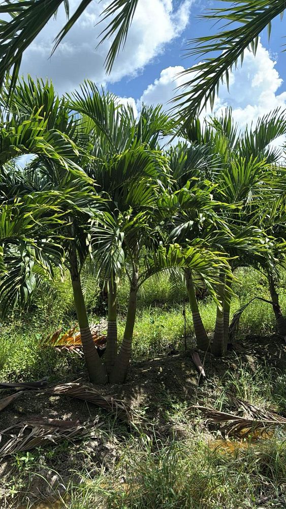 veitchia-merrillii-christmas-palm-adonidia-merrillii