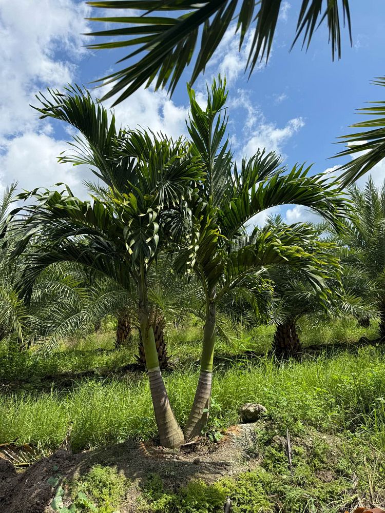 veitchia-merrillii-christmas-palm-adonidia-merrillii