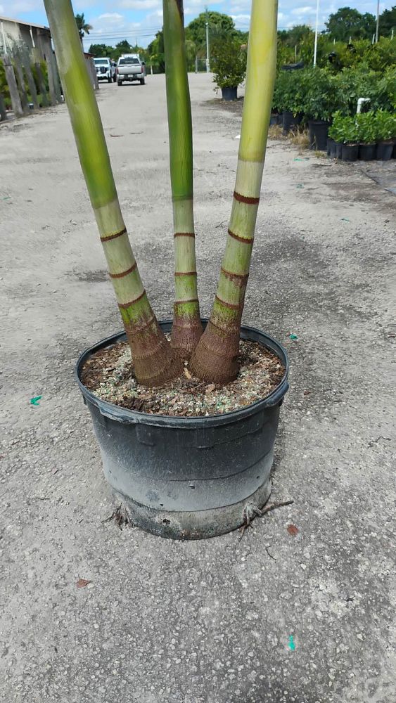 veitchia-merrillii-christmas-palm-adonidia-merrillii