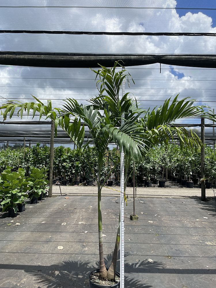 veitchia-merrillii-christmas-palm-adonidia-merrillii