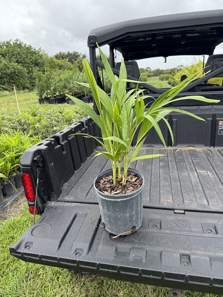 veitchia-merrillii-christmas-palm-adonidia-merrillii
