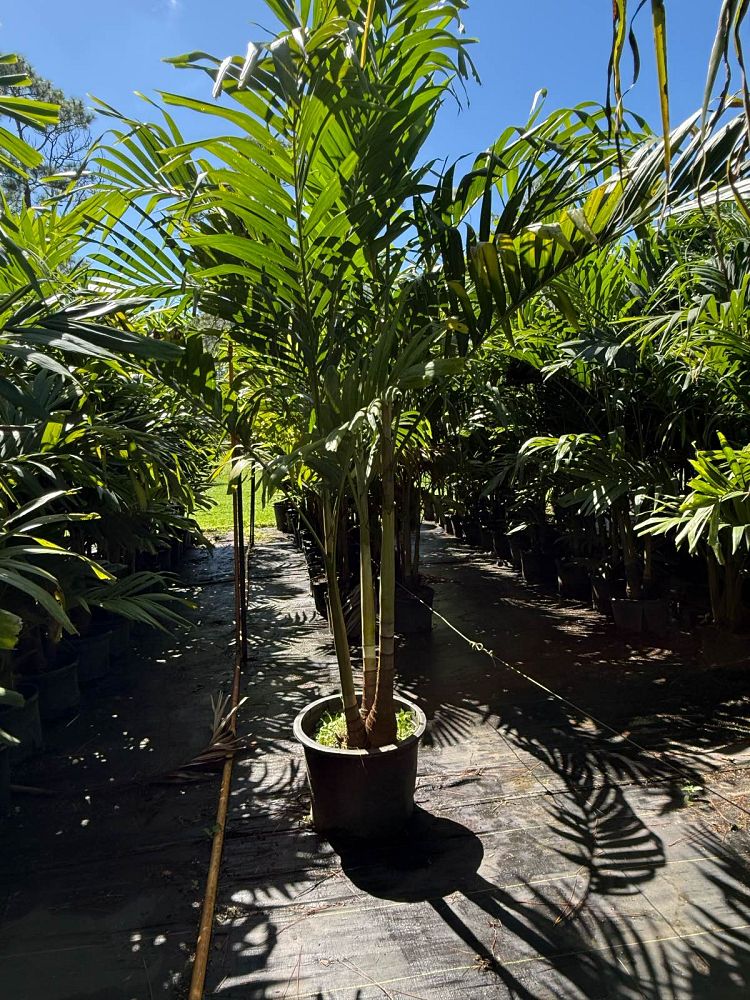 veitchia-merrillii-christmas-palm-adonidia-merrillii