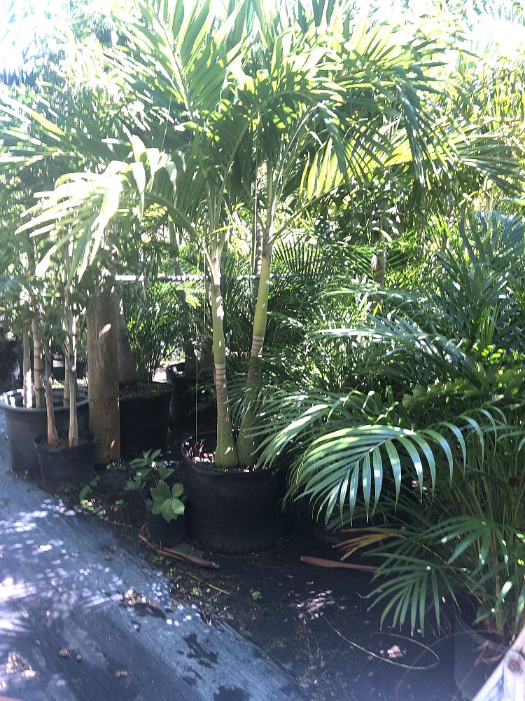 veitchia-merrillii-christmas-palm-adonidia-merrillii