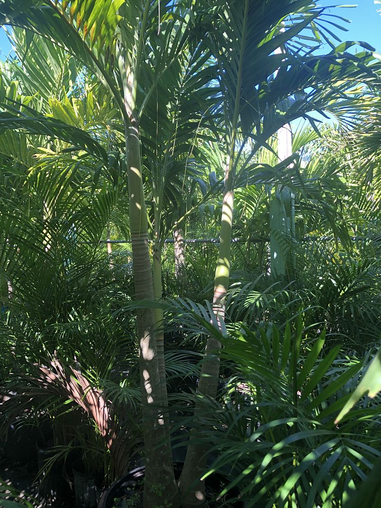 veitchia-merrillii-christmas-palm-adonidia-merrillii