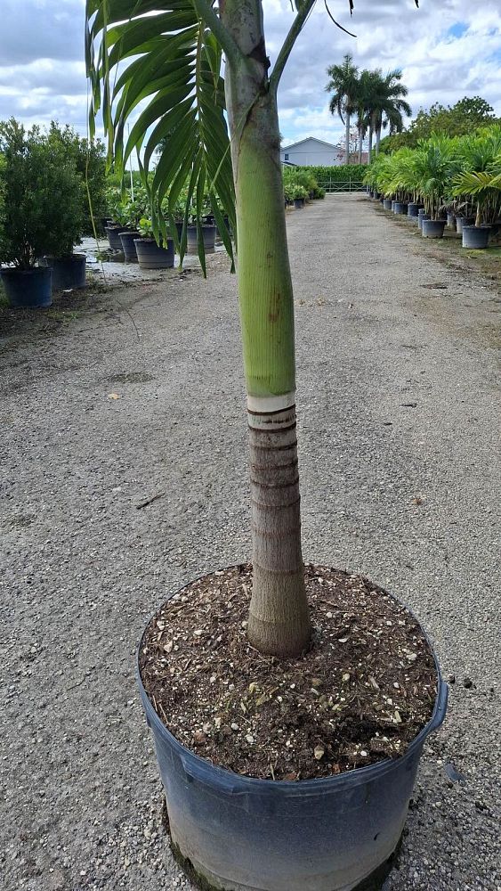 veitchia-merrillii-christmas-palm-adonidia-merrillii