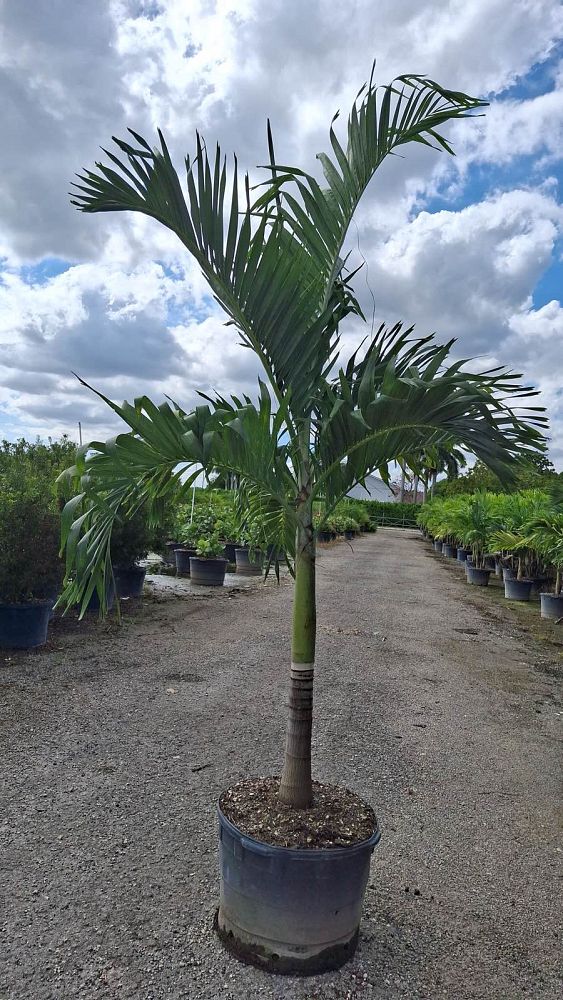 veitchia-merrillii-christmas-palm-adonidia-merrillii