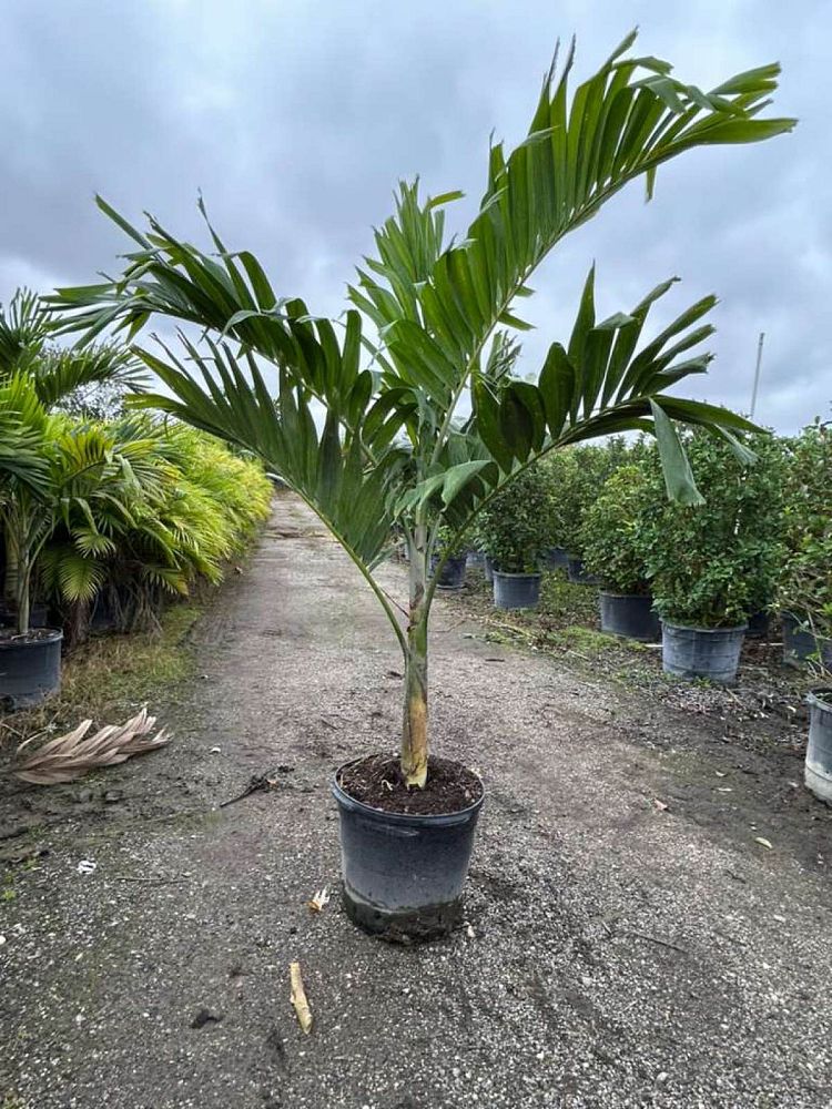 veitchia-merrillii-christmas-palm-adonidia-merrillii