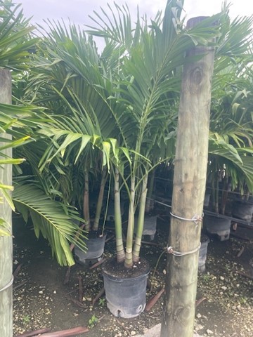 veitchia-merrillii-christmas-palm-adonidia-merrillii