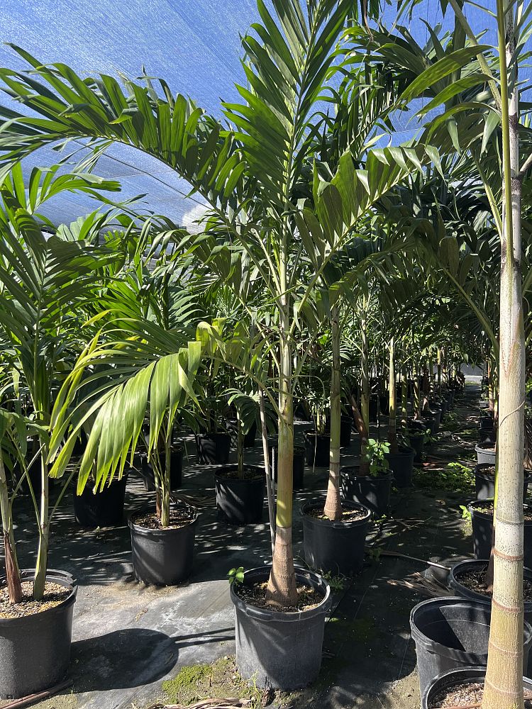 veitchia-merrillii-christmas-palm-adonidia-merrillii