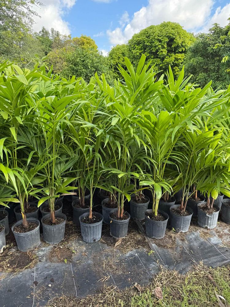 veitchia-merrillii-christmas-palm-adonidia-merrillii