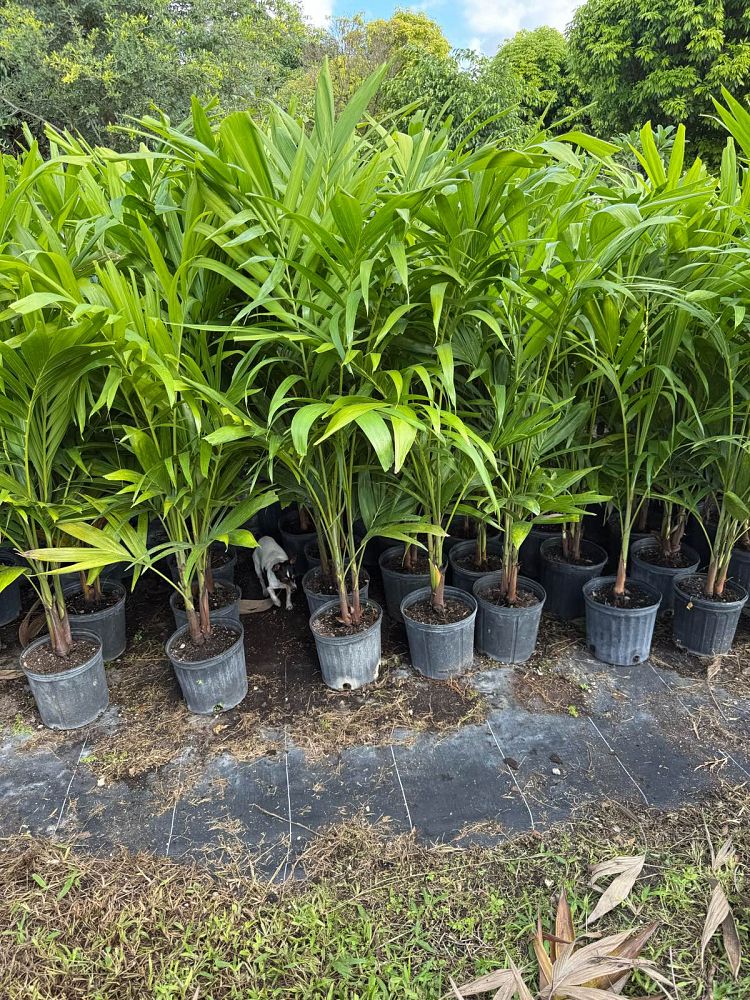 veitchia-merrillii-christmas-palm-adonidia-merrillii
