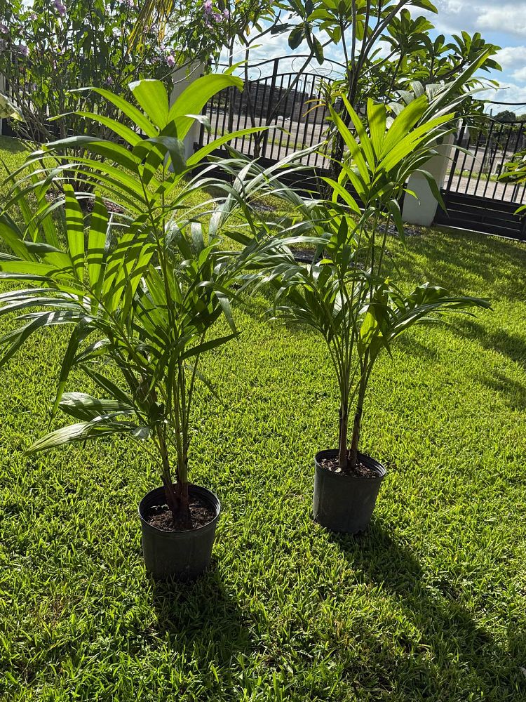 veitchia-merrillii-christmas-palm-adonidia-merrillii
